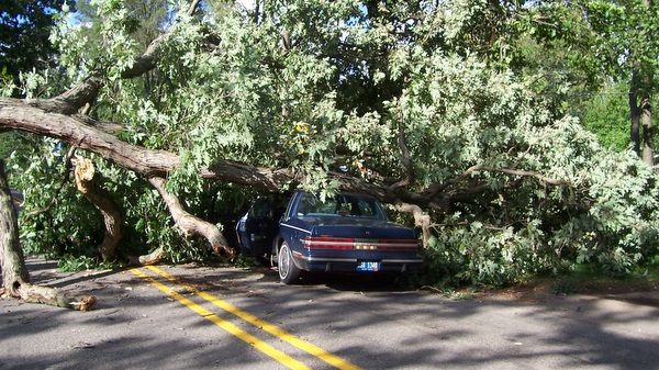 http://www.bostonaccidentinjurylawyer.com/tree%20fall.jpg